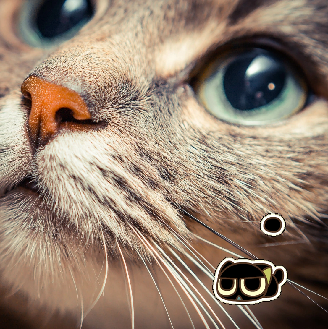 罗小黑小黑猫桌宠，电脑端热门资源